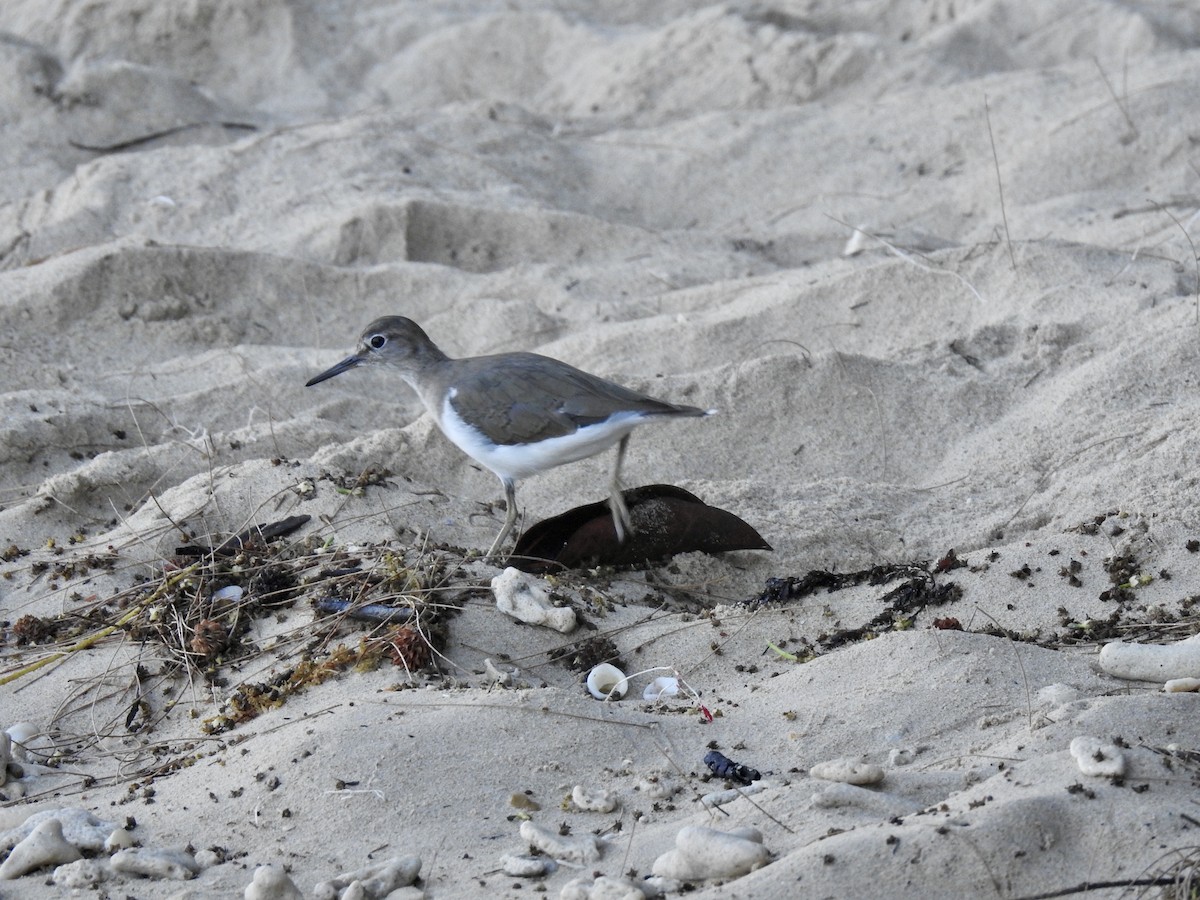 Common Sandpiper - ML88969221