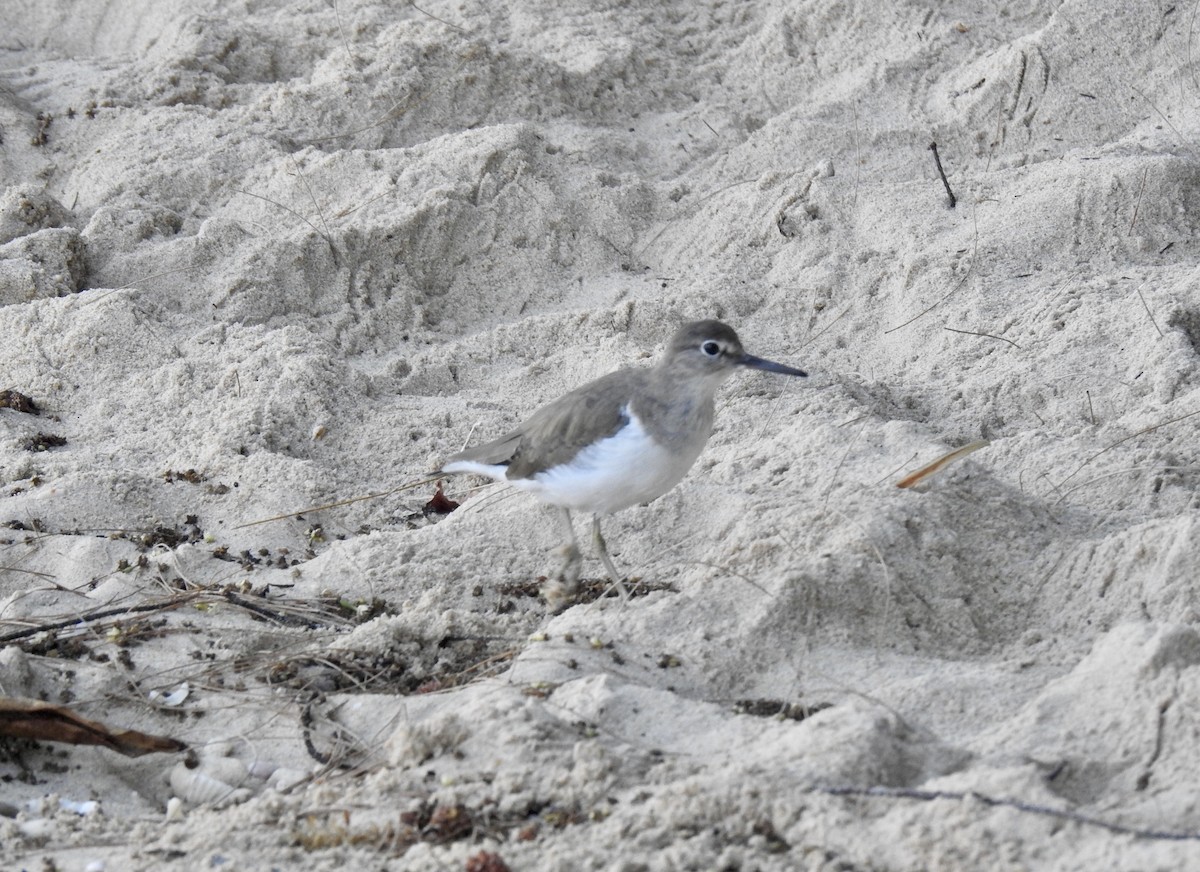 Common Sandpiper - ML88969231