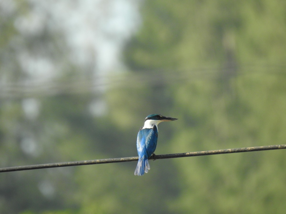 Collared Kingfisher - ML88969251