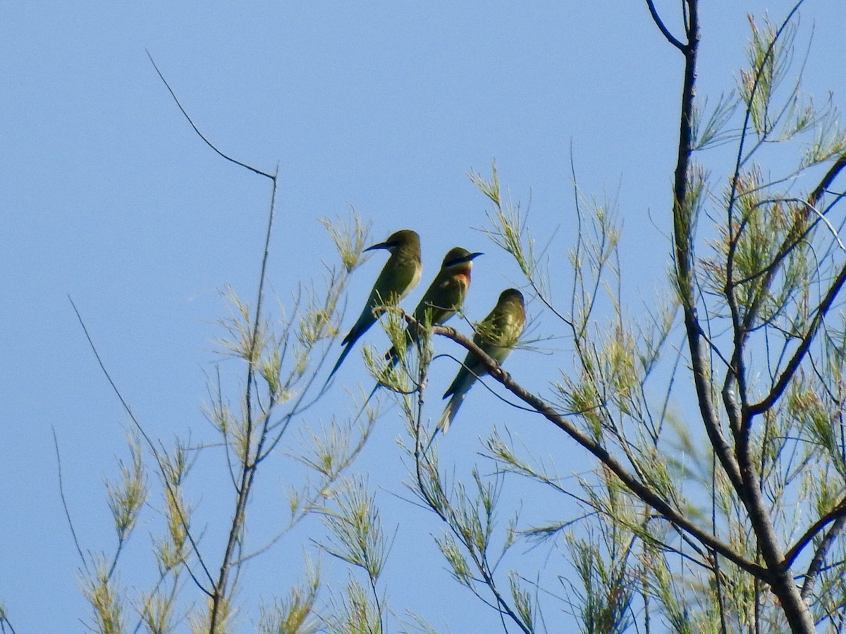 Blue-tailed Bee-eater - ML88969281