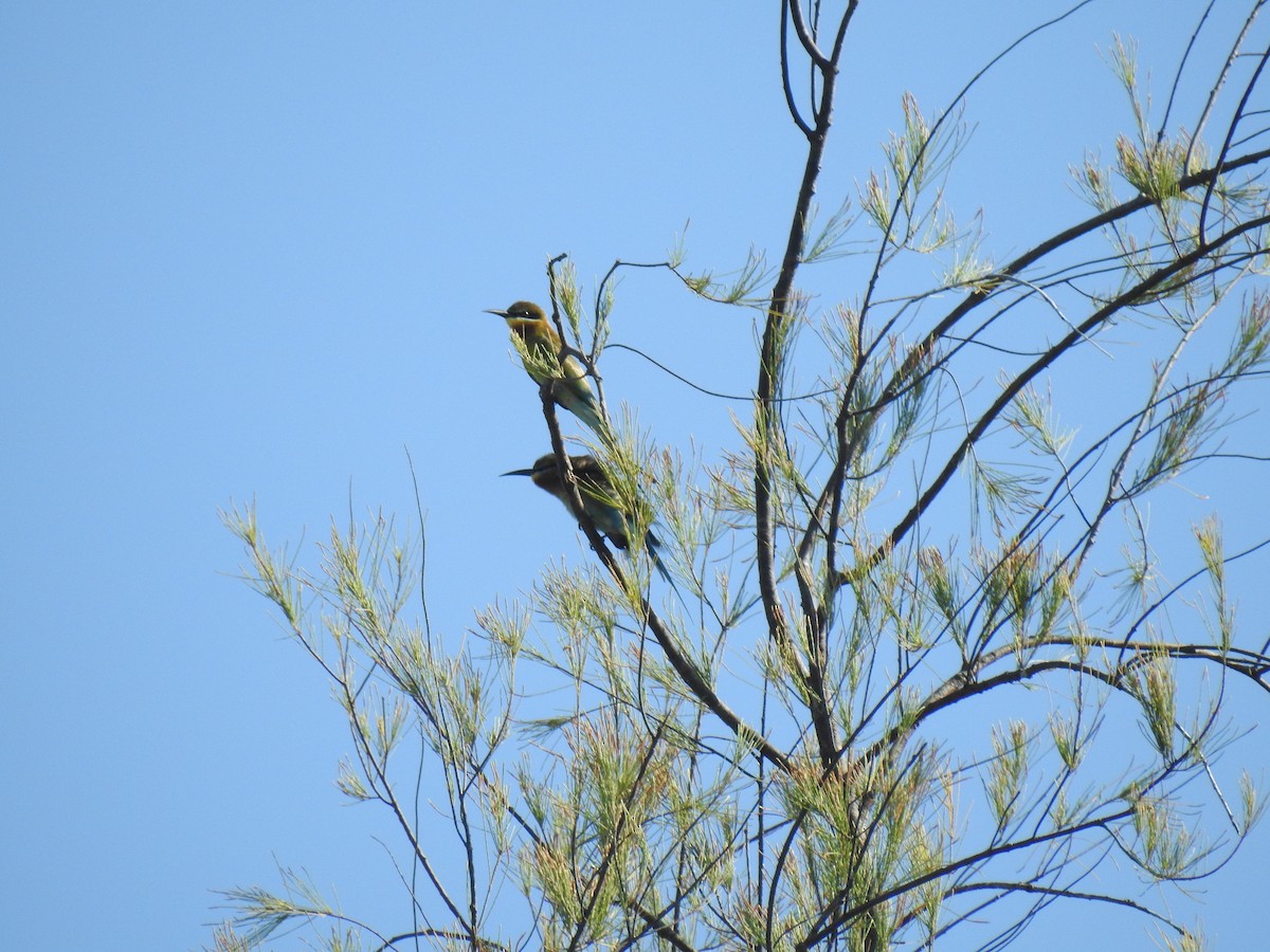 Blue-tailed Bee-eater - ML88969291