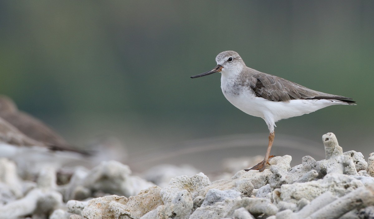 Terek Sandpiper - ML88973451