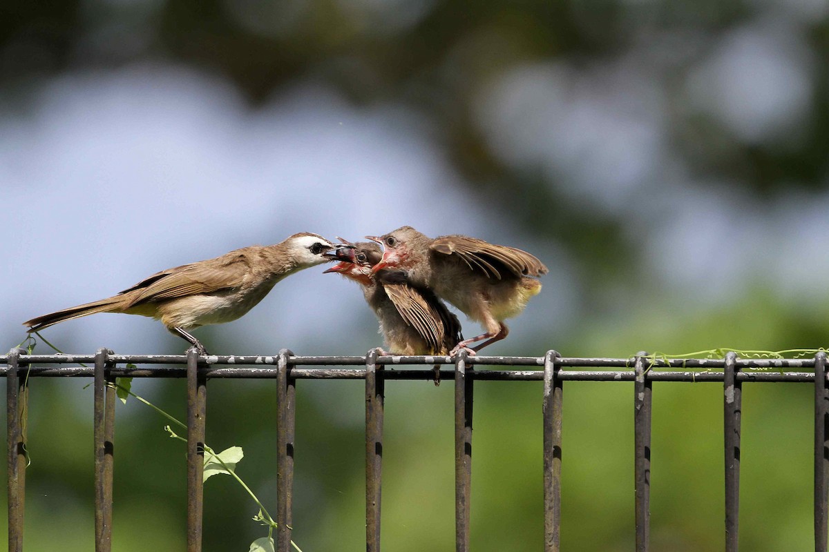 Yellow-vented Bulbul - ML88973831