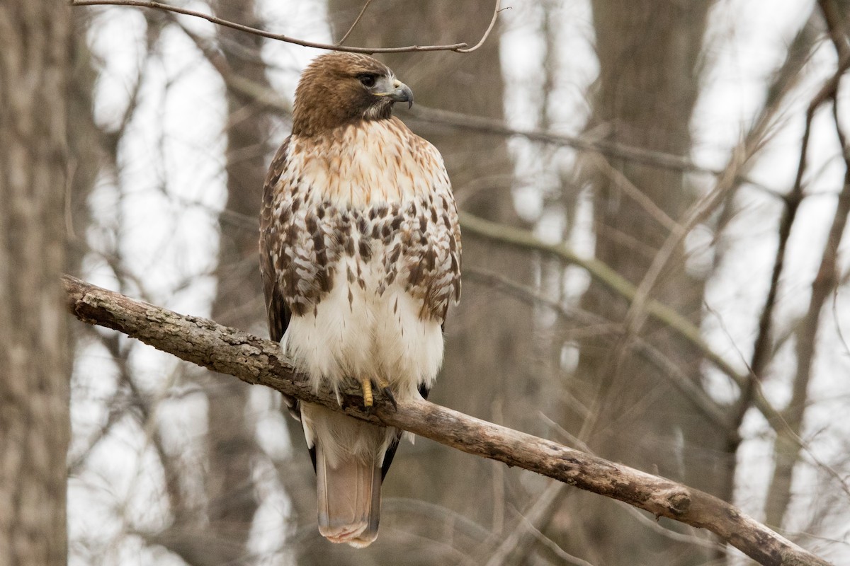 Red-tailed Hawk (abieticola) - ML88975301