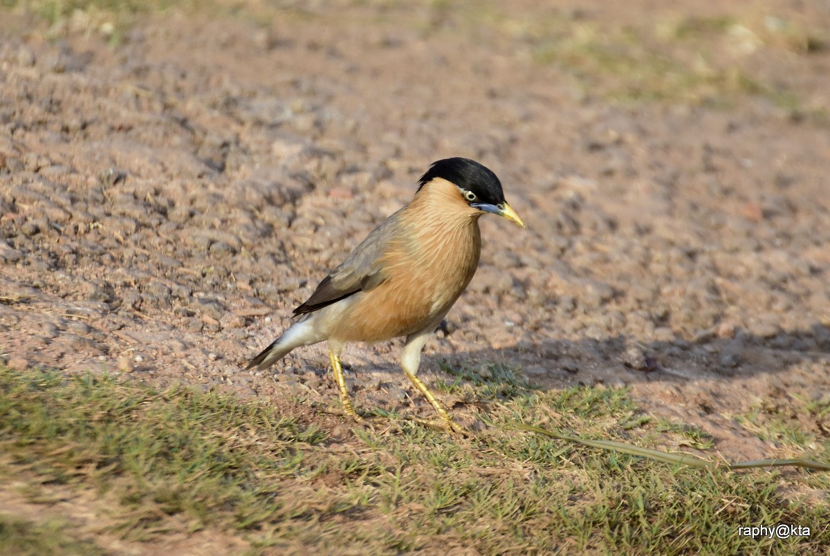 Brahminy Starling - Anonymous