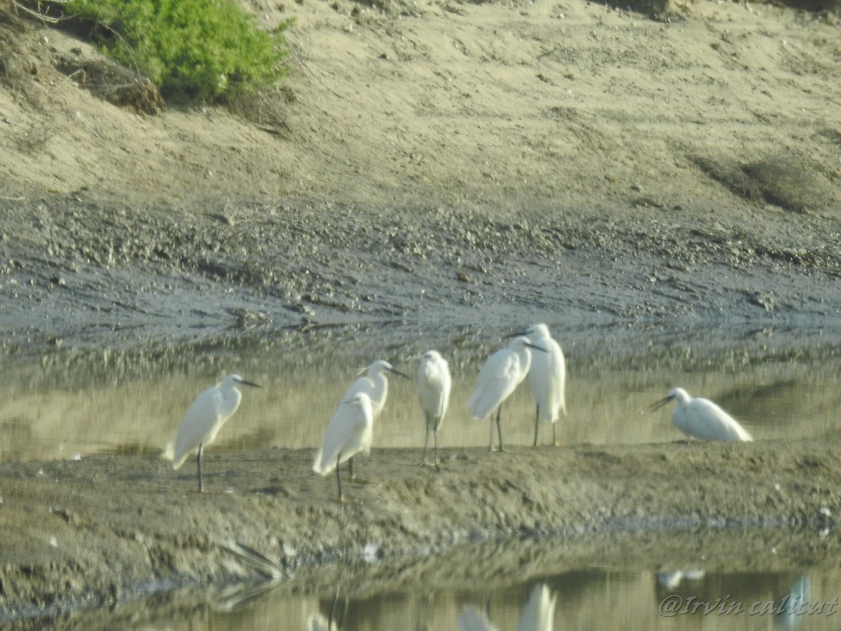 Little Egret - ML88976721