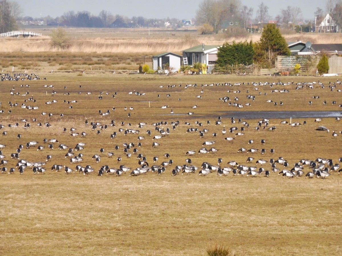 Barnacle Goose - ML88977331