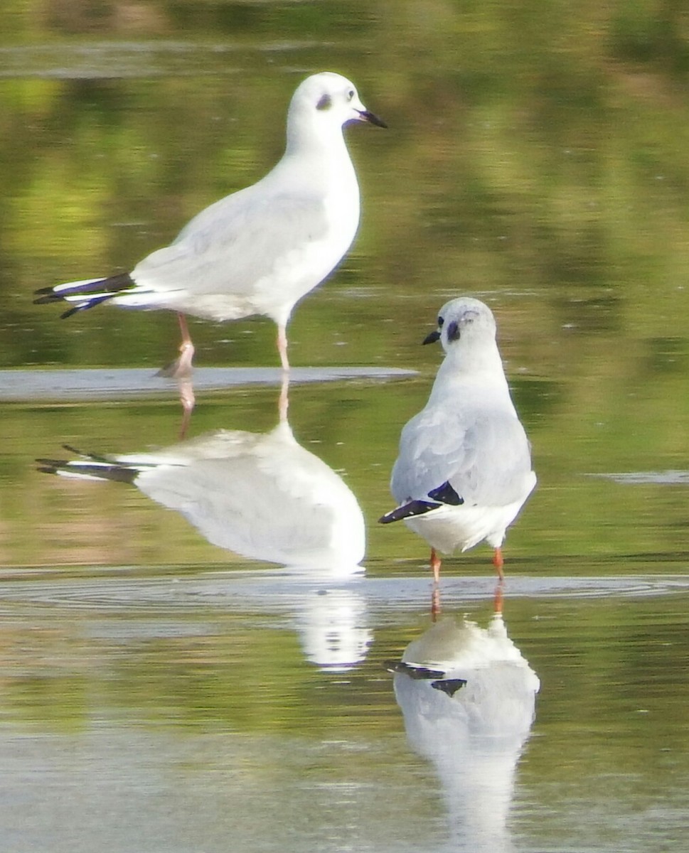 Mouette de Bonaparte - ML88977471