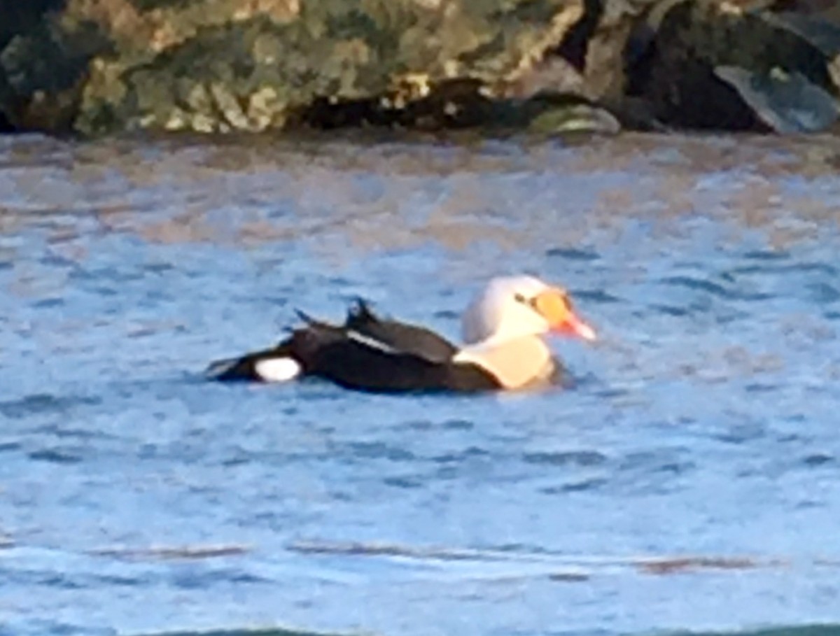 King Eider - Sue Finnegan