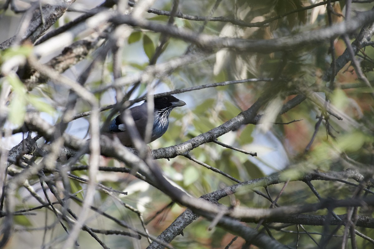 Black-headed Jay - ML88977841