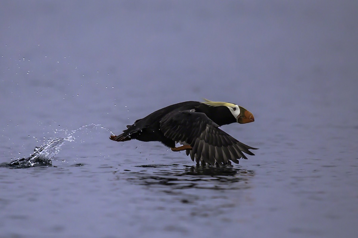 Tufted Puffin - ML88980121