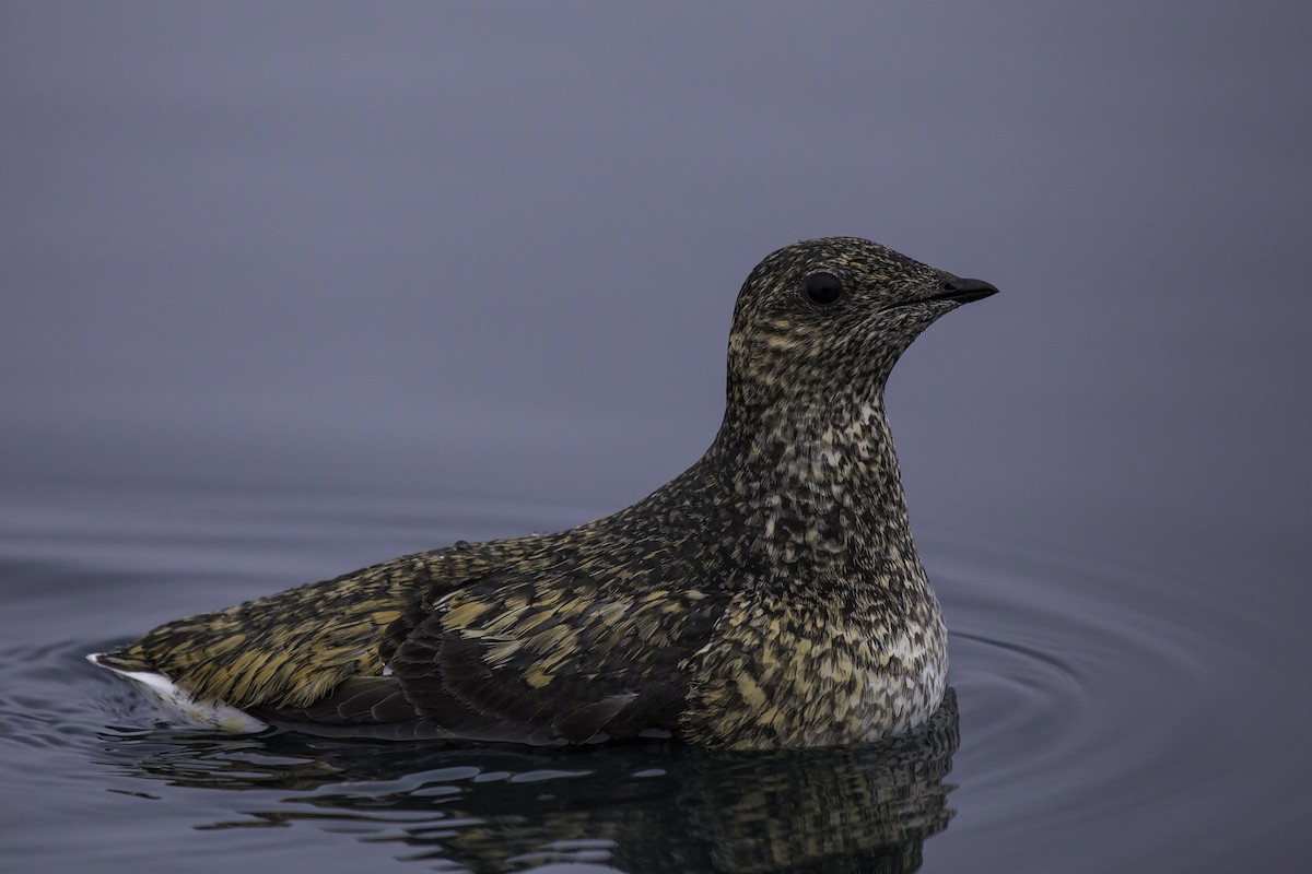 Kittlitz's Murrelet - ML88980171