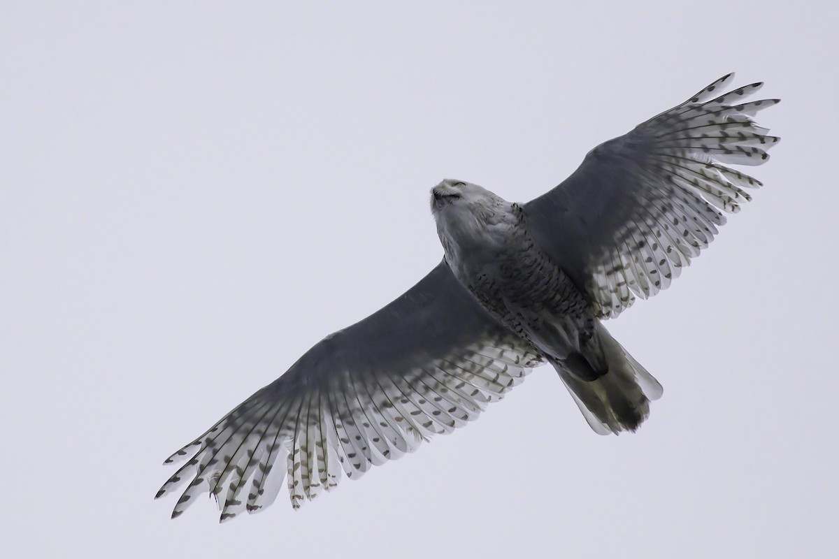 Snowy Owl - ML88980231