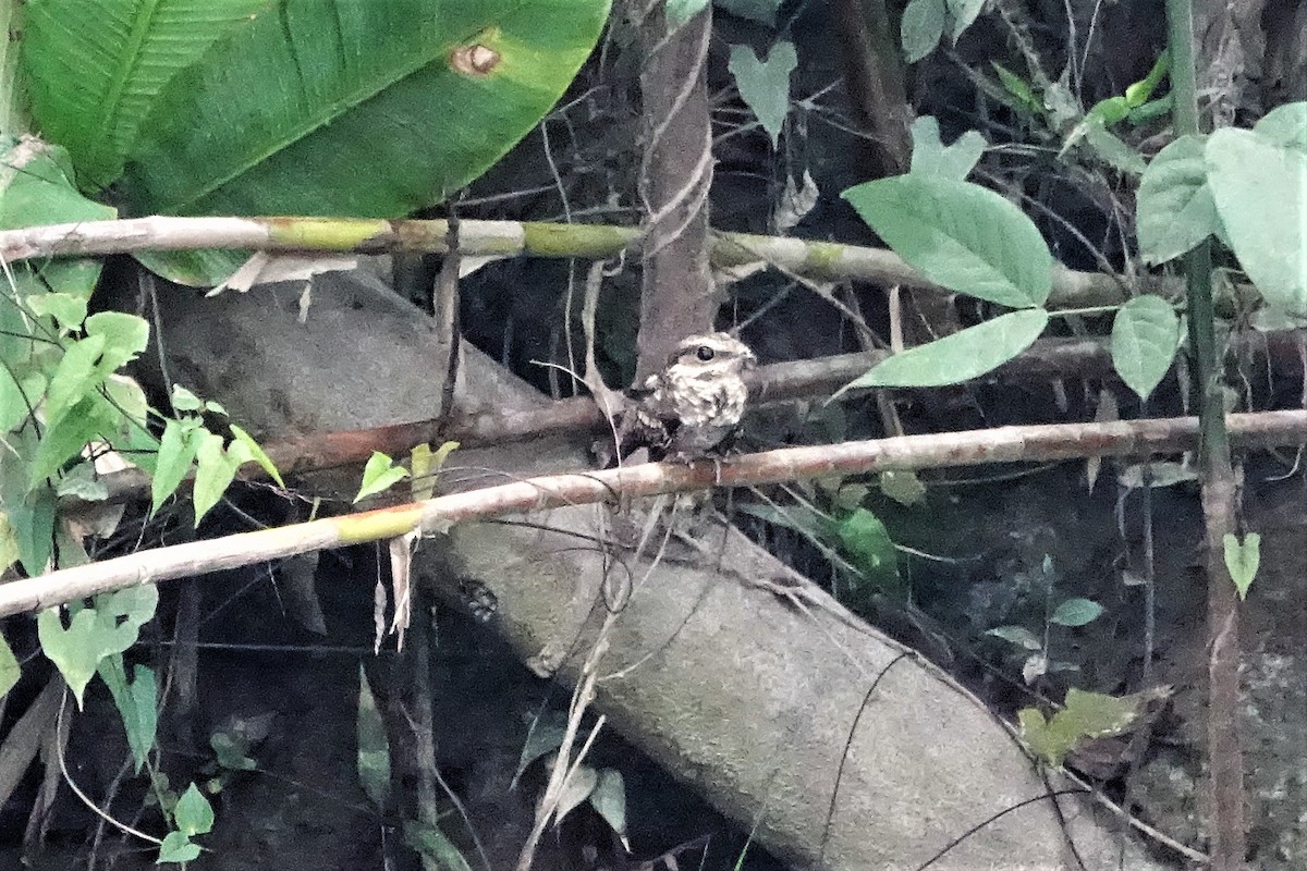 Ladder-tailed Nightjar - ML88981571