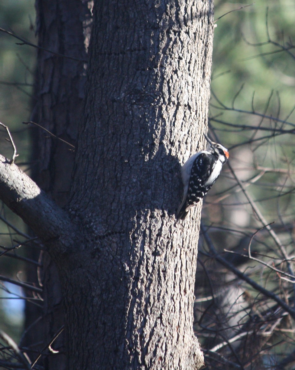 Hairy Woodpecker - ML88982551