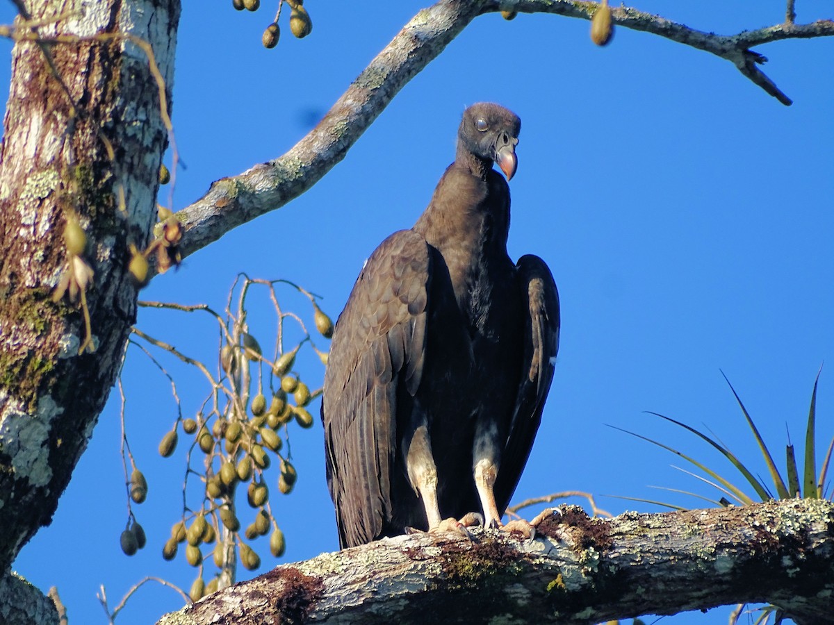 King Vulture - ML88982571