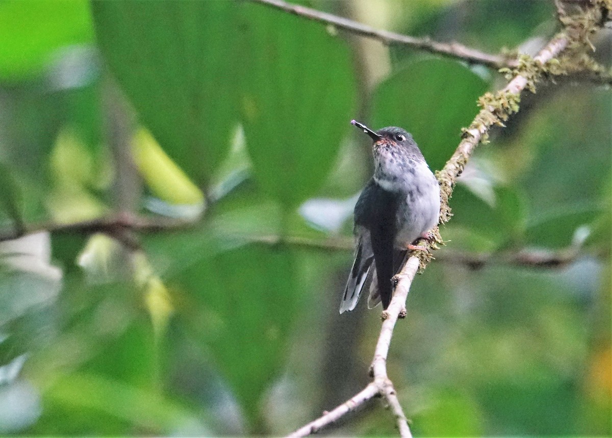 kolibřík ekvádorský - ML88982711