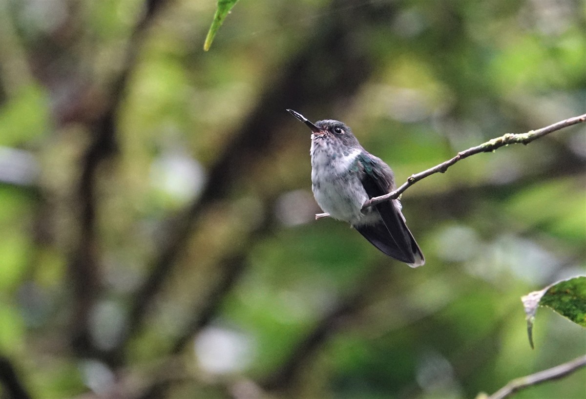 kolibřík ekvádorský - ML88982761