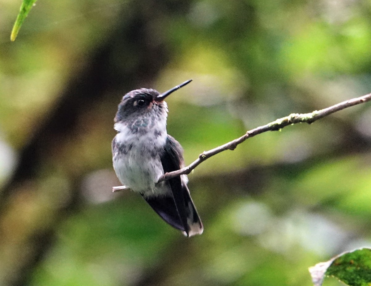 Schwarzweißschwanz-Kolibri - ML88982781