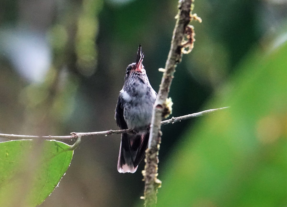 kolibřík ekvádorský - ML88982901