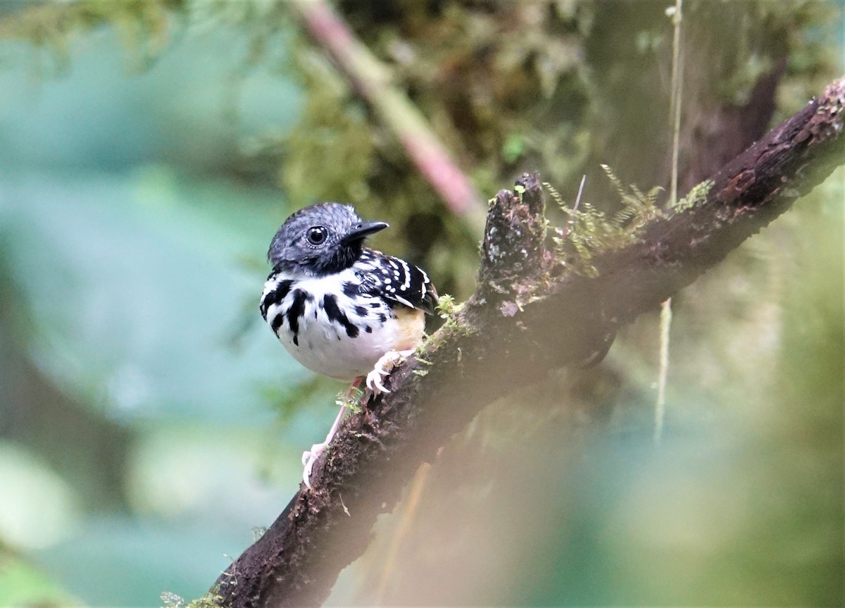 Spot-backed Antbird - ML88983171