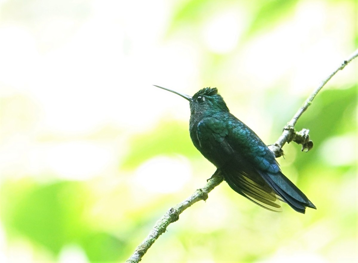 Colibrí del Napo - ML88983681