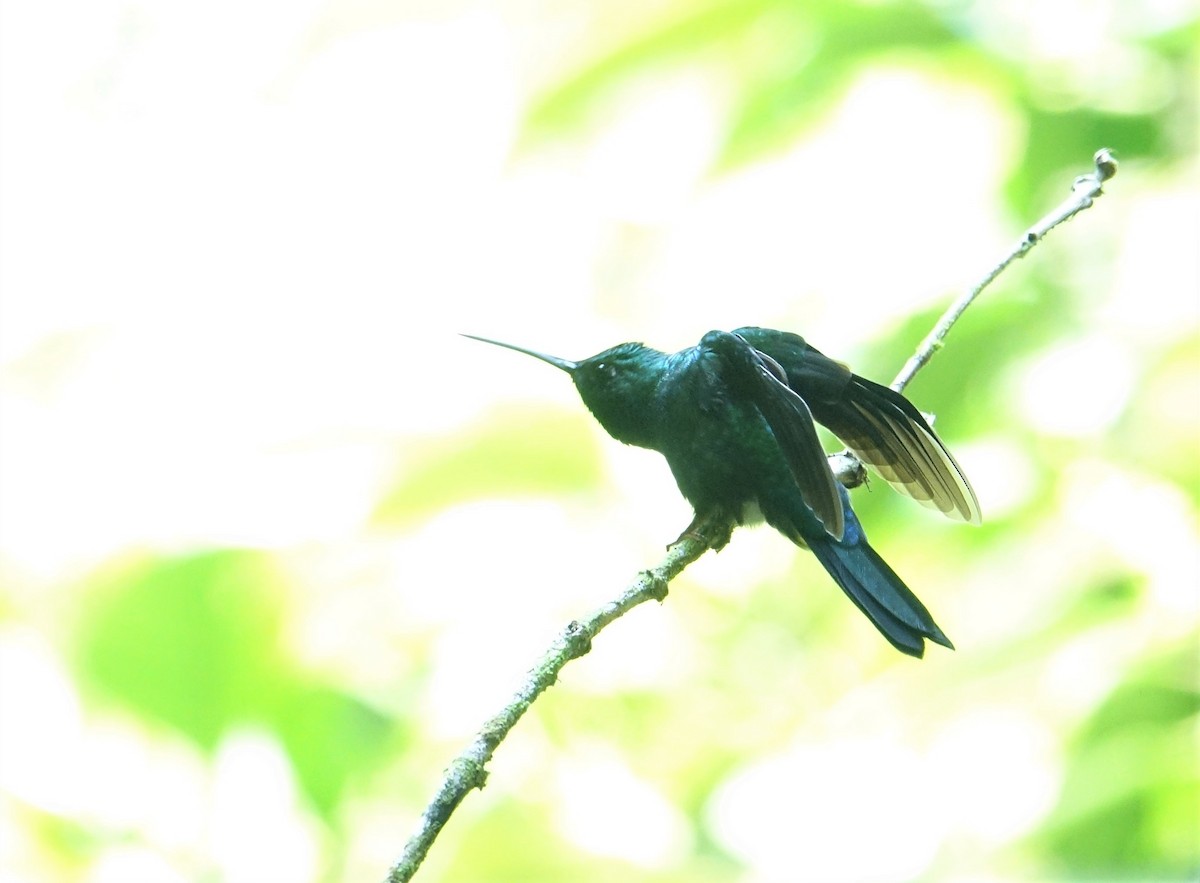 kolibřík naposký - ML88983821