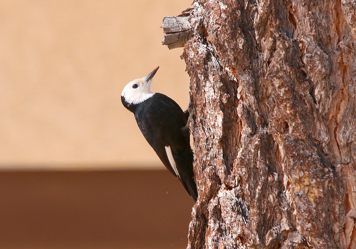 White-headed Woodpecker - Tim Avery
