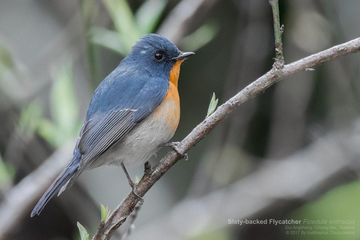 Slaty-backed Flycatcher - Natthaphat Chotjuckdikul