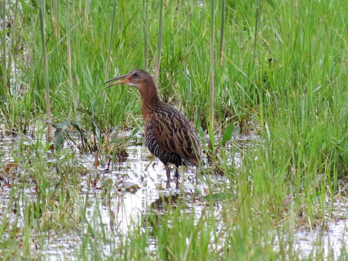 King Rail - Tim Carney