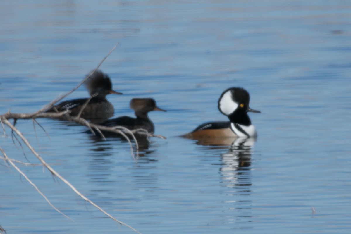 Hooded Merganser - ML88987691