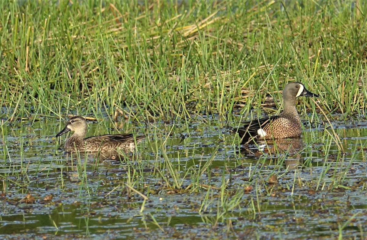 Blue-winged Teal - ML88988231