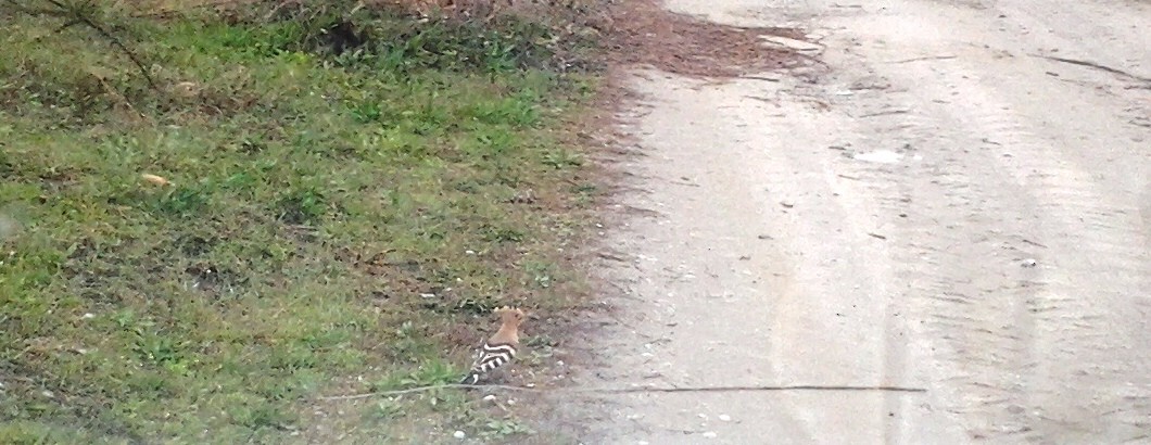 Eurasian Hoopoe - ML88990541