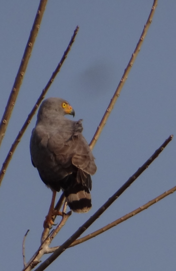 Roadside Hawk - ML88991331