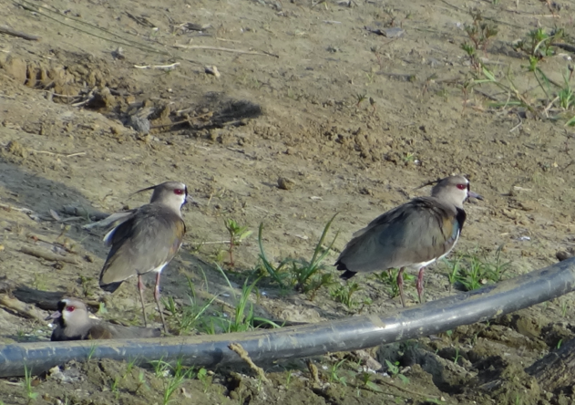 Southern Lapwing - ML88991361