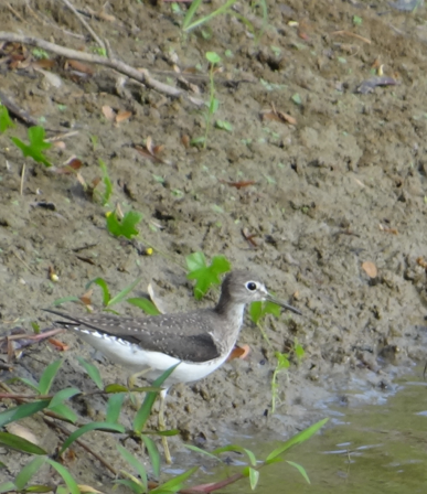 Lesser Yellowlegs - ML88991391