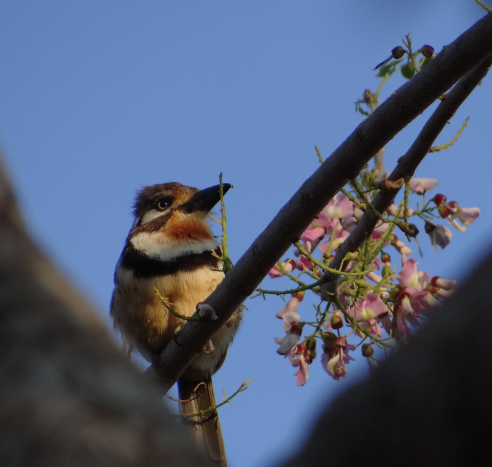 Russet-throated Puffbird - ML88991531