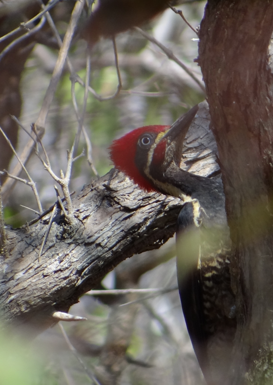 Lineated Woodpecker - ML88991621