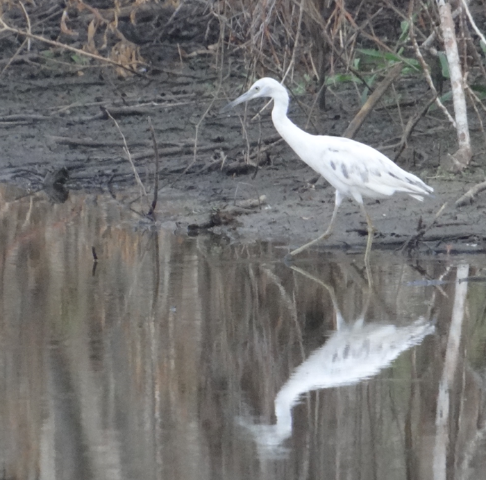 Little Blue Heron - ML88991921