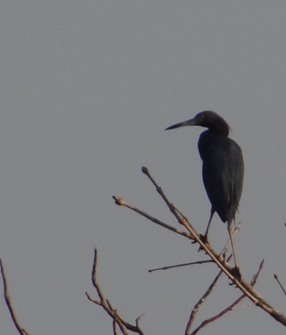 Little Blue Heron - ML88991931