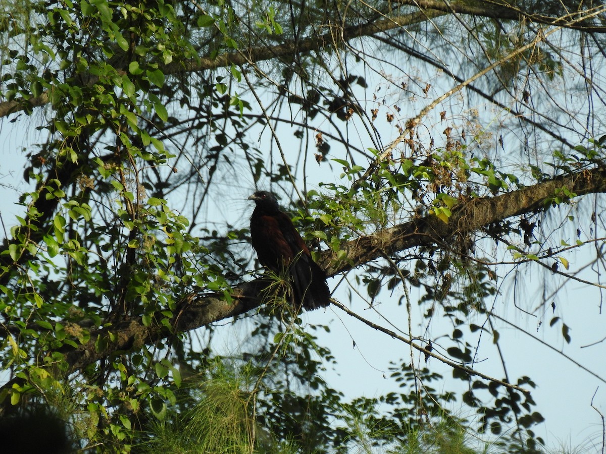 Greater Coucal - ML88991991