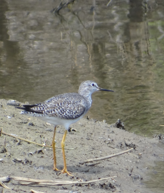 Greater Yellowlegs - ML88992131