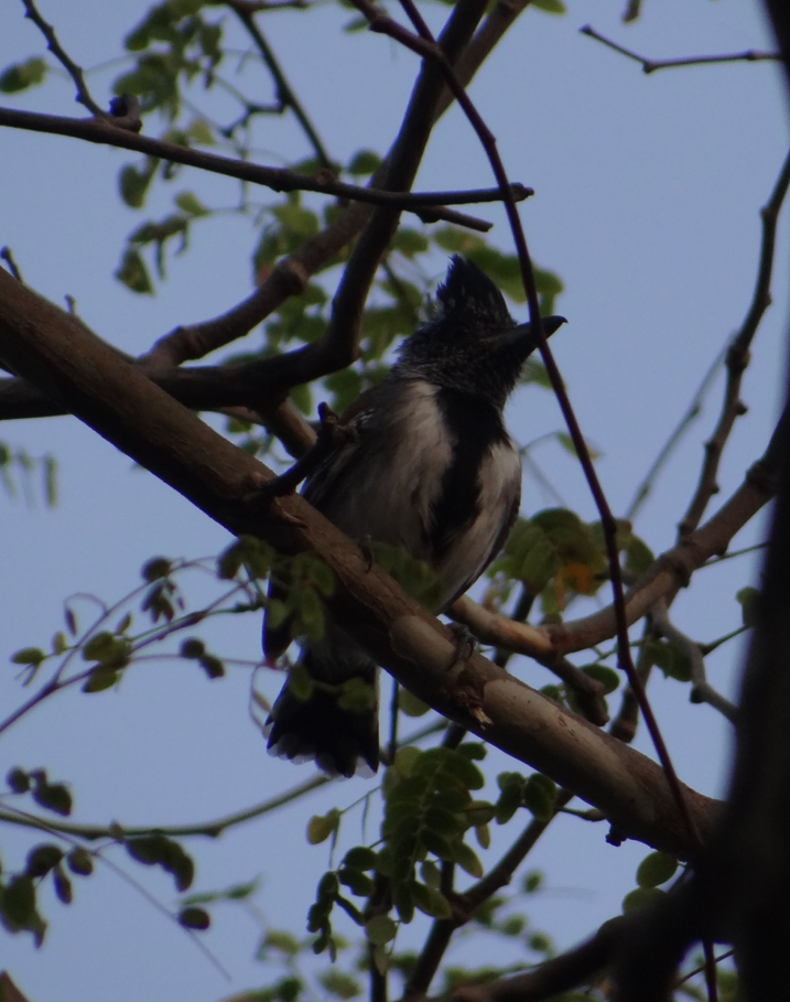 Black-crested Antshrike - Mauricio Garcia