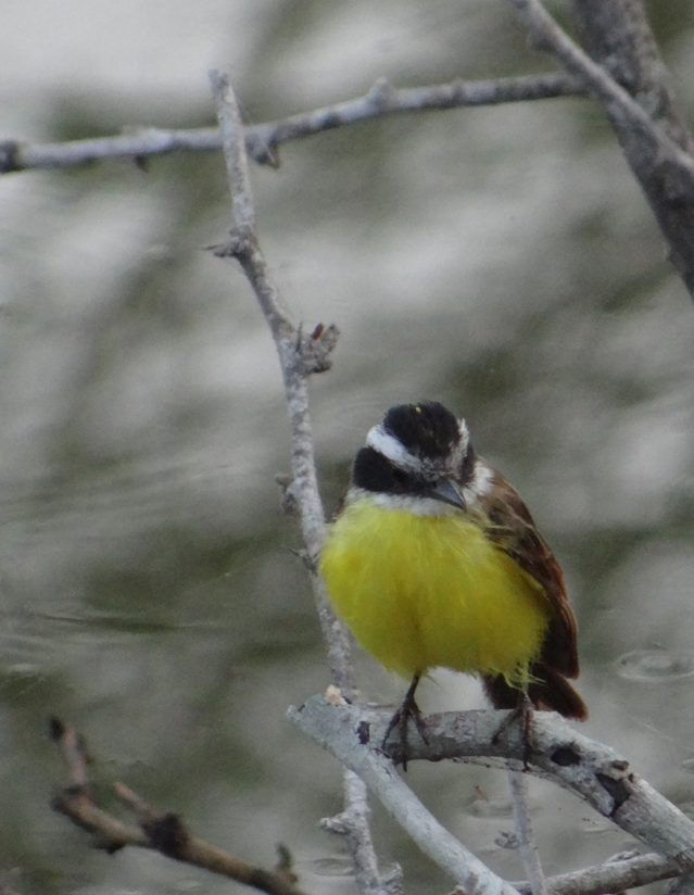 Rusty-margined Flycatcher - ML88992321