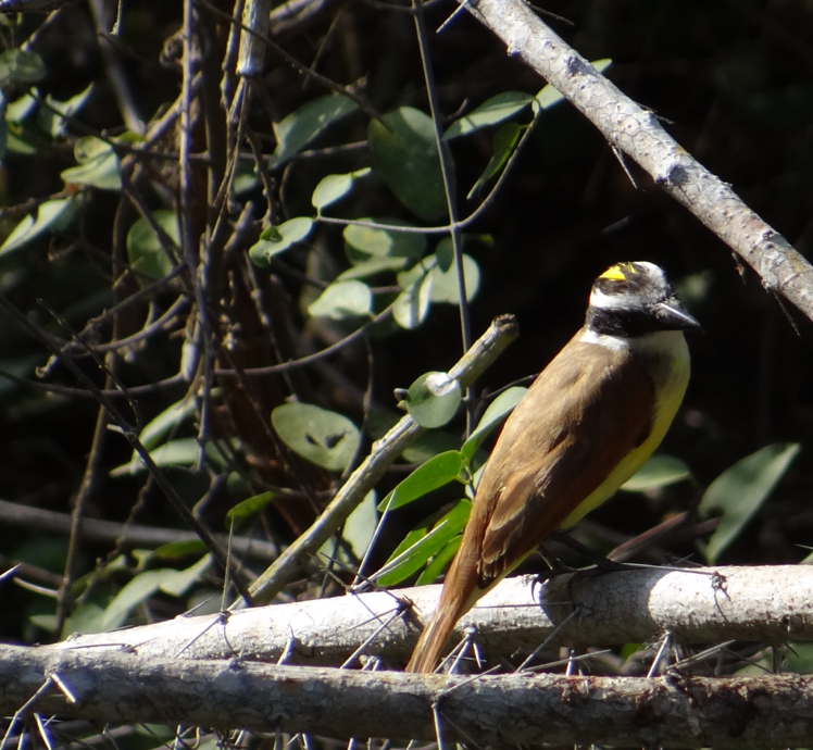 Great Kiskadee - ML88992351