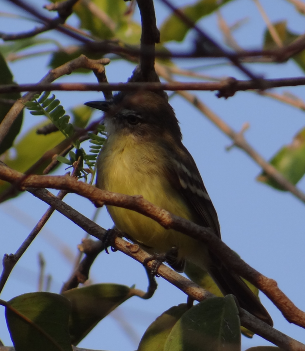 Pale-tipped Tyrannulet - ML88992651