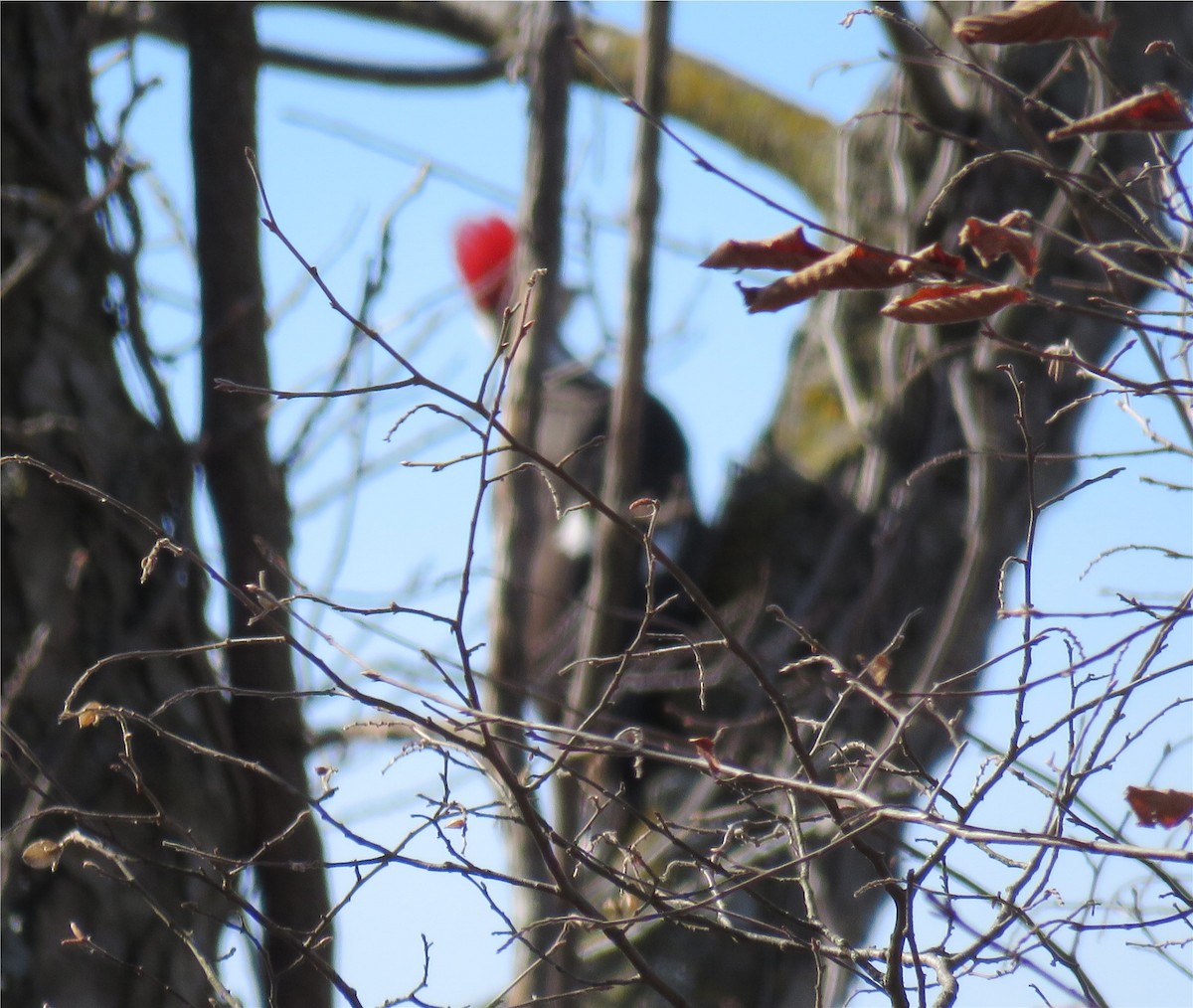 Pileated Woodpecker - ML88993211