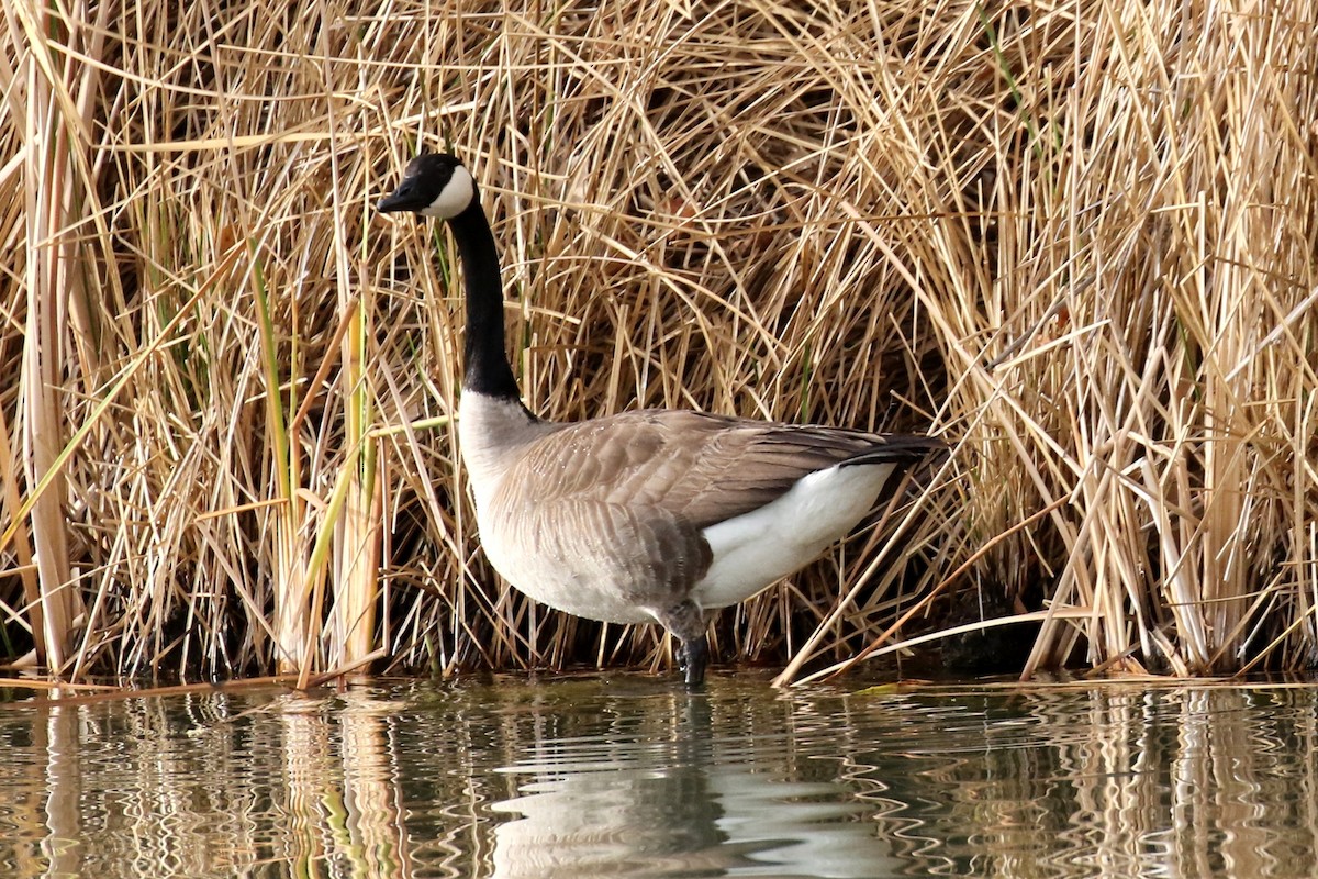 Canada Goose - ML88994631