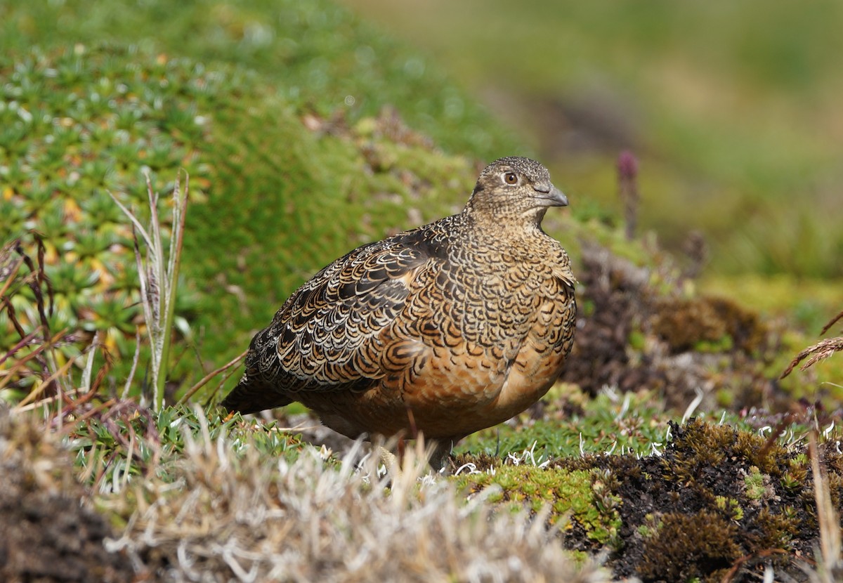 Rufous-bellied Seedsnipe - Nancy Cox