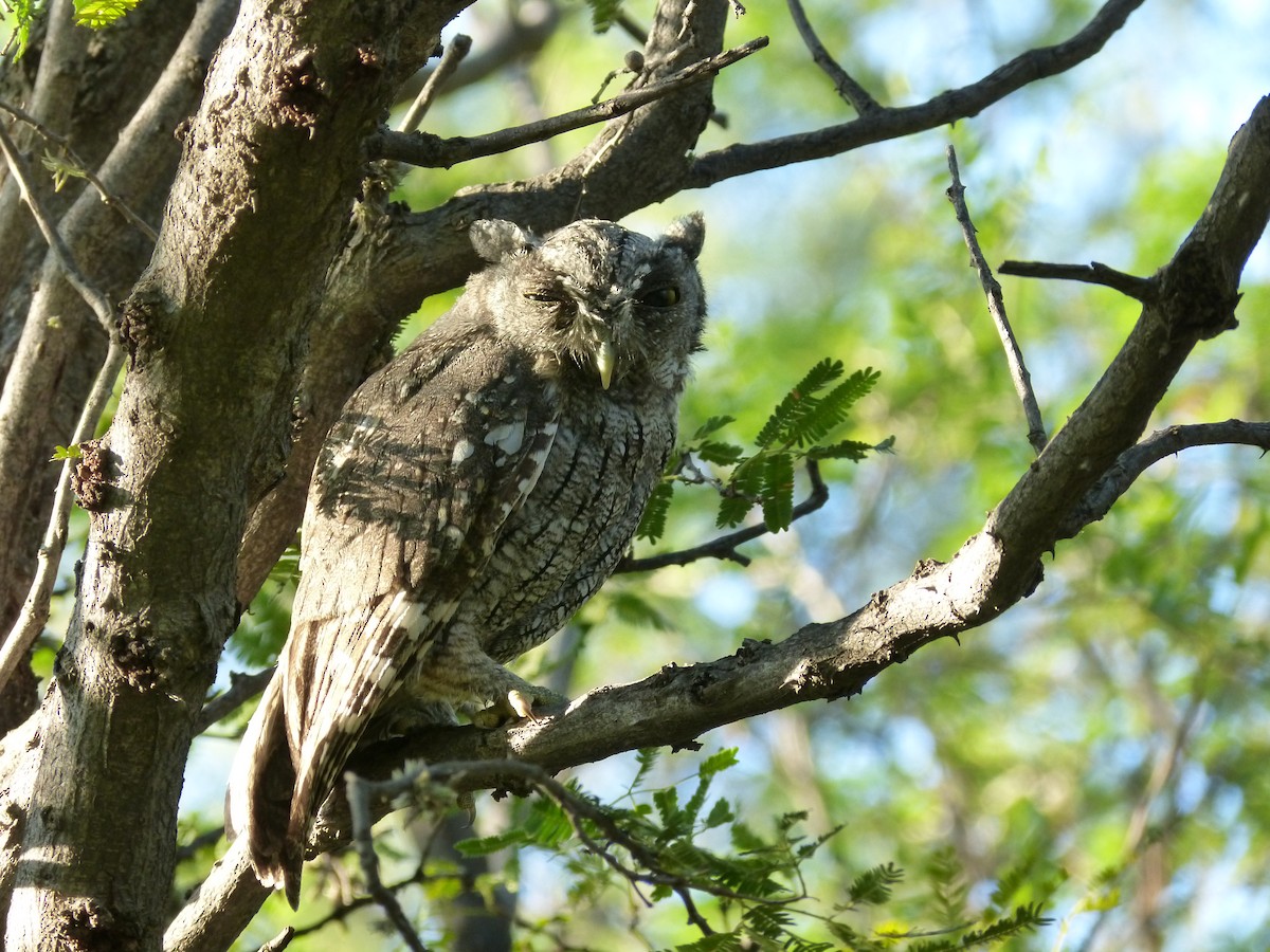 Tropical Screech-Owl - ML88995161